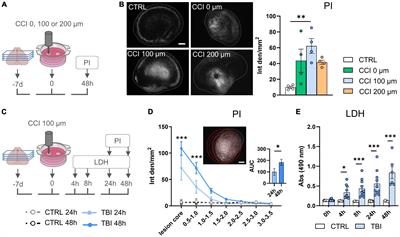 A novel organotypic cortical slice culture model for traumatic brain injury: molecular changes induced by injury and mesenchymal stromal cell secretome treatment